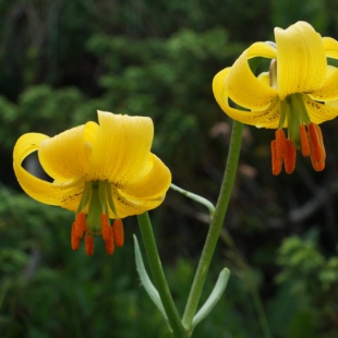 Lilium carniolicum